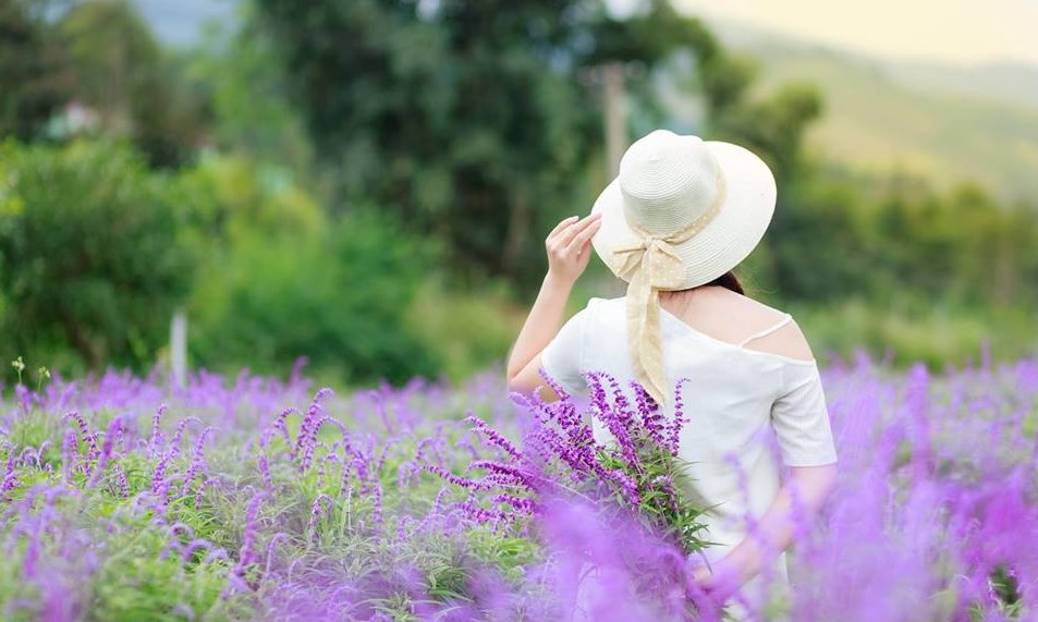 Ngẩn ngơ sắc tím oải hương ở thung lũng hoa cao nguyên Lào Cai